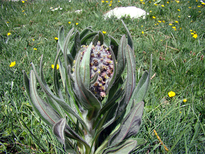 Cynoglossum apenninum (=Solenanthus apenninus) / Lingua di cane apenninica